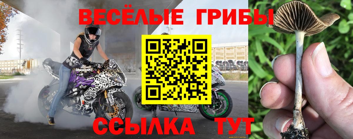 Псилоцибиновые грибы GOLDEN TEACHER Бугуруслан